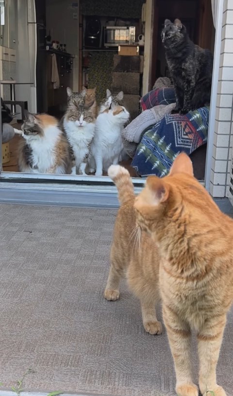 室内にいる猫たちを振り返る茶トラと目を逸らす猫たち(アップ気味)