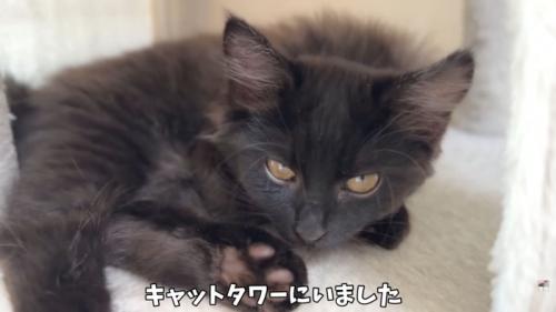 テロップ「キャットタワーにいました」
