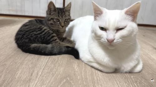 キジトラ子猫と白猫さん