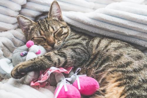 ぬいぐるみと眠る猫