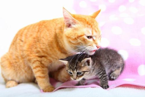 猫の子育て