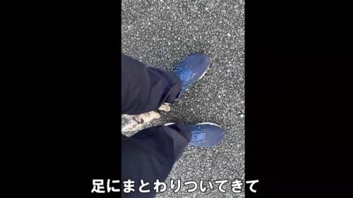見上げる子猫
