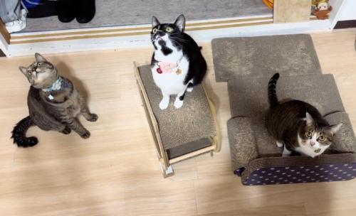 上を向いているキジ白の猫と白黒の猫とキジトラ猫