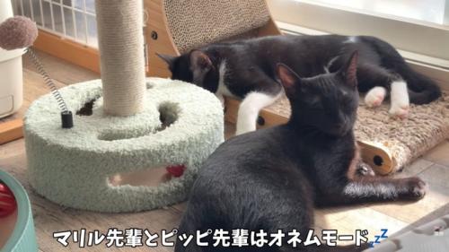 テロップ「マリル先輩と~」