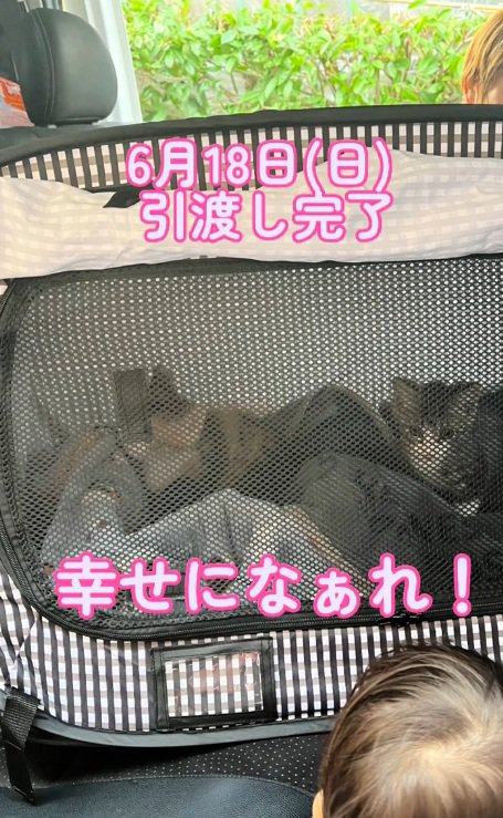 ペットキャリーの中にいる2匹の子猫のドアップ