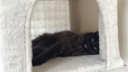 横たわる黒猫さん