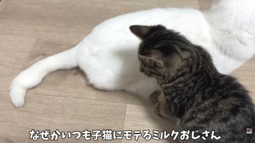 テロップ「なぜかいつも子猫に~」