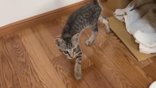 フローリングの上を歩く猫