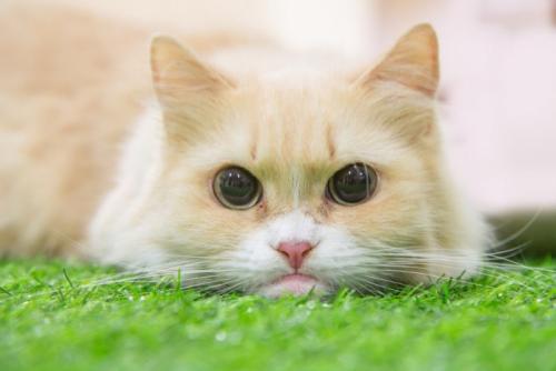 伏せている猫の顔