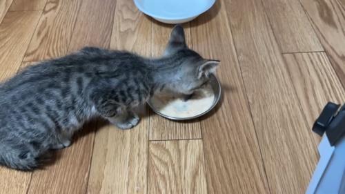 ウェットフードを食べる子猫