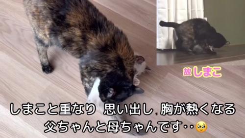 しまこちゃん