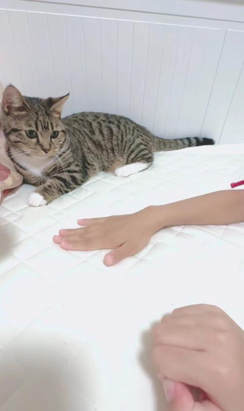 猫の前に出された手