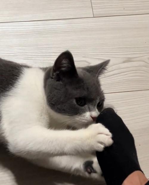 もう一度匂いを嗅ぐ猫