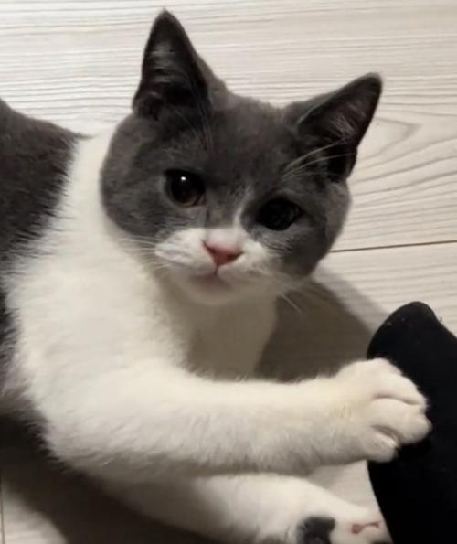 ガン見する猫