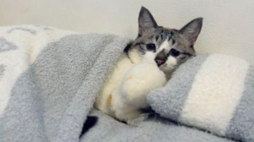 室内にいる猫