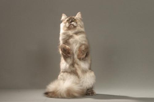 立ち上がっている猫