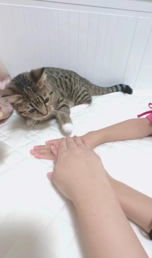 飼い主の手にタッチする猫