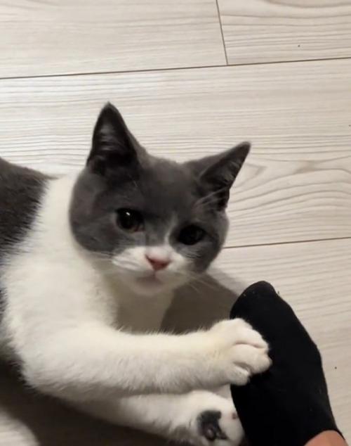 凝視する猫