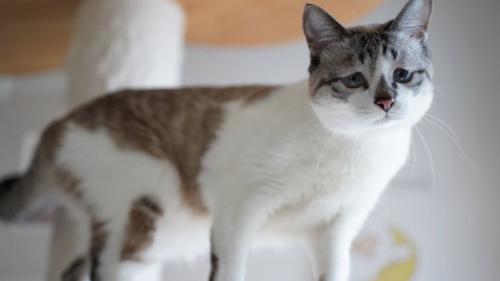 室内にいる猫