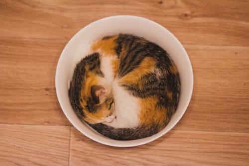 器の中で丸くなる三毛猫