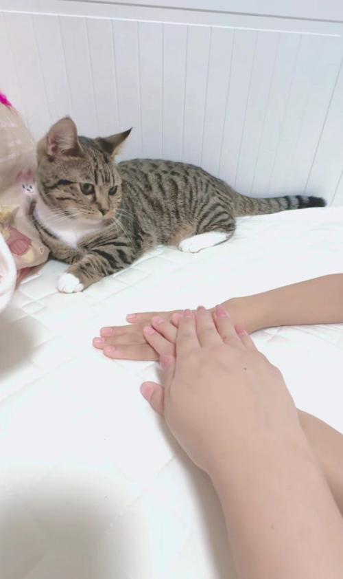 猫の前に出された手