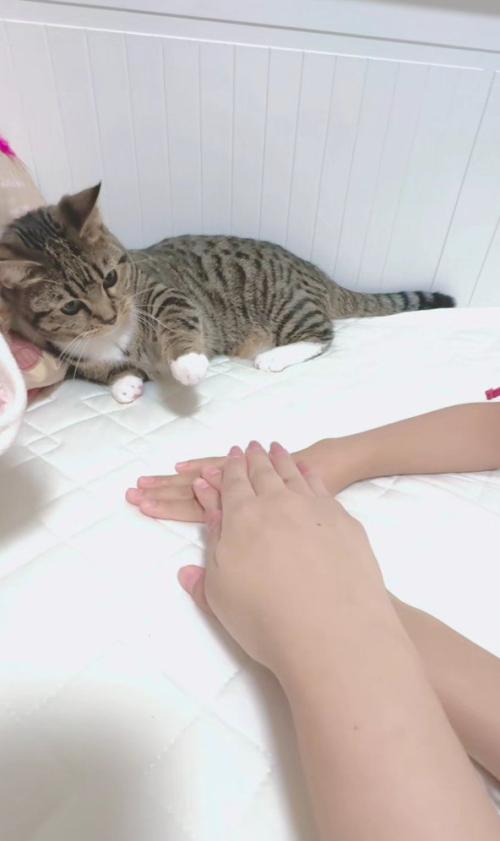 猫の前に出された手