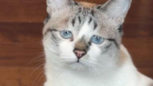 室内にいる猫