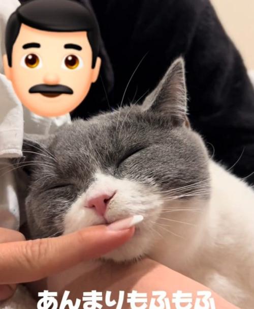 眠る猫