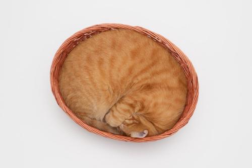 カゴの中で丸くなる茶猫