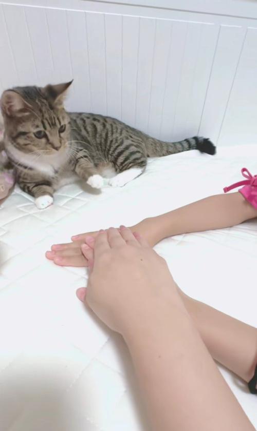 猫の前に出された手
