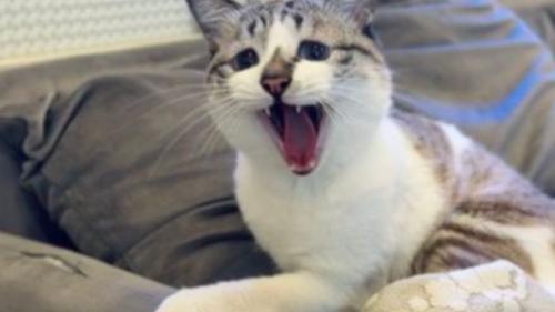 室内にいる猫