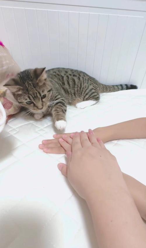 飼い主の手にタッチする猫