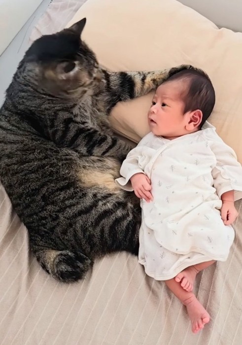 毛繕いする猫