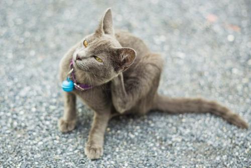首を痒がる猫