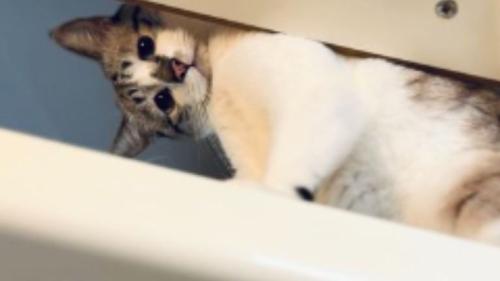 室内にいる猫
