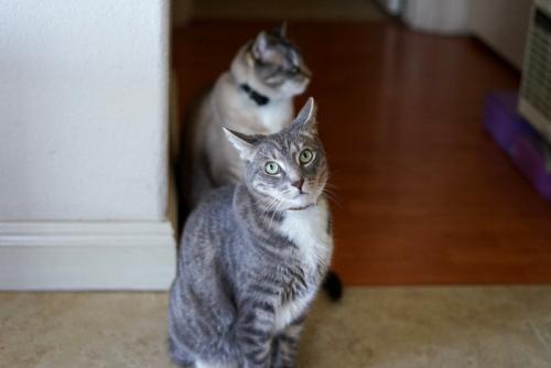 前後に並ぶ猫