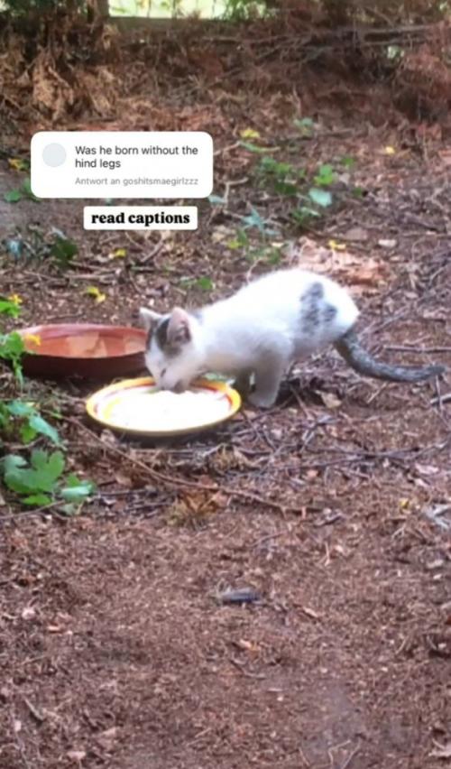 餌を食べる猫