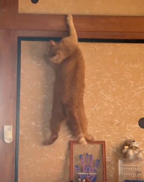 下を見る猫
