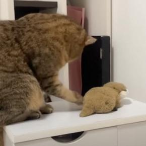 『お風呂に入れられた猫』が、ぬいぐるみに……八つ当たりするかのような行動に爆笑する人が続出「ストレスの捌け口がw」「当たりが強くて笑った」