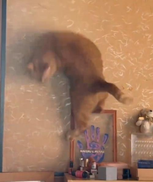 落下する猫