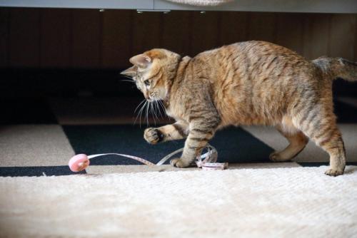ひとり遊びをする猫