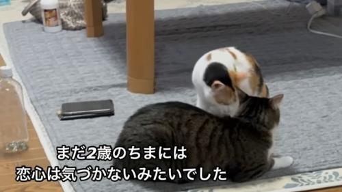テロップ「まだ2歳のちまには~」