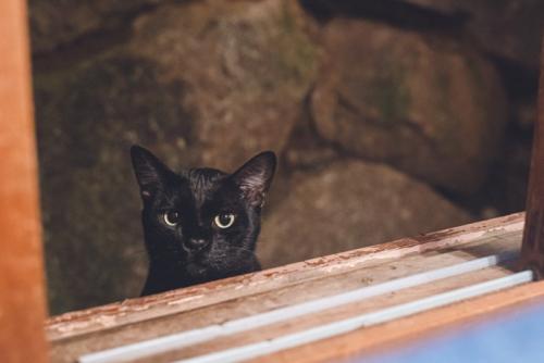家を覗く黒猫