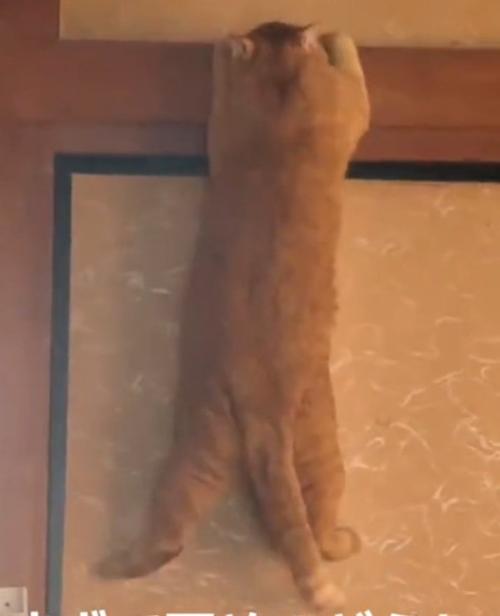 懸垂する猫