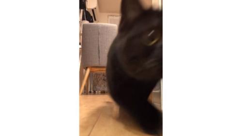 廊下にいる猫