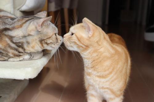 鼻を近づけて挨拶する2匹の猫