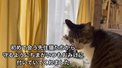 テロップ「初めて会う先住猫たちから~」