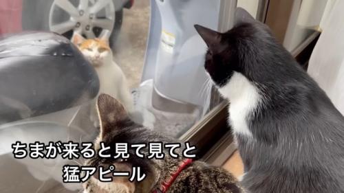 テロップ「ちまが来ると~」