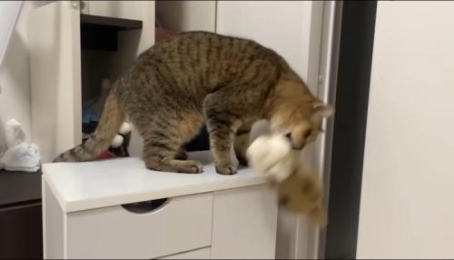 棚の上から