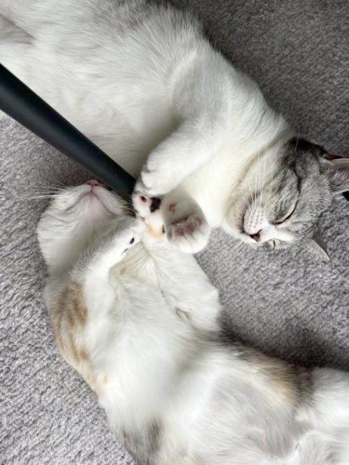 寄り添って眠る2匹の猫